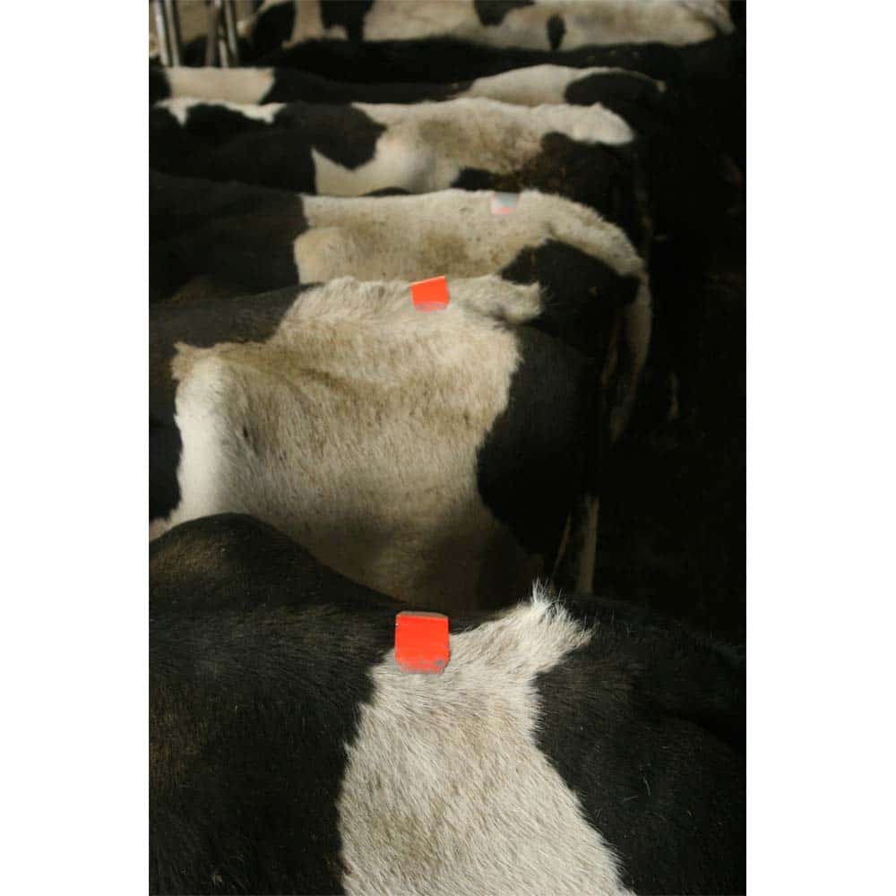 Estrotect Heat Estrus Detector Patches EstroAlert 5 ct YELLOW AI Breeding Cattle 