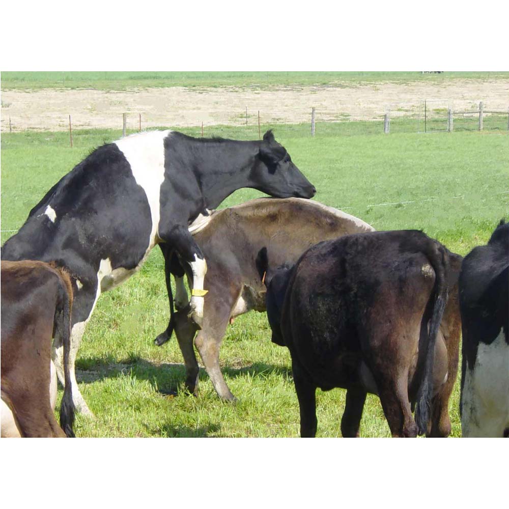 Estrotect Heat Estrus Detector Patches EstroAlert 50Count YELLOW Breeding Cattle 
